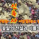 [목련,꽃말 역사와유래] 강천섬과 신륵사에 목련꽃 활짝, 여강길 3코스 바위늪구비길 이미지