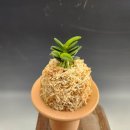 천재호 카카오 검색결과