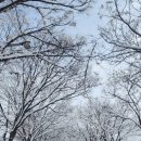 박소현미나리 이미지