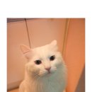 신성참치