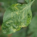 화성반점 이미지