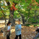 단풍나무 이미지