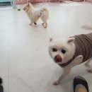 땡큐멍냥 이미지