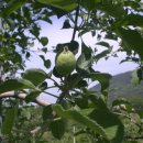 바울농장2 이미지