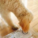 도기부기 이미지