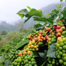 더블루 커피 이미지