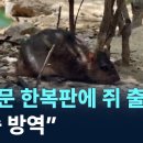 광화문 한복판에 쥐 출몰…“집중 방역” / 채널A / 뉴스A 이미지