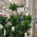 코스트코 천안점 이미지