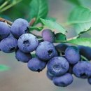 군자농장 이미지