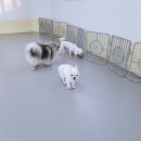 댕댕큘럼 이미지