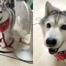 산책동물병원 이미지