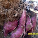 솔이농장 이미지