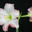 Hippeastrum cv.‘Angel Plap' (엔젤 플랩 ') 이미지