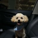 코지펫살롱 이미지