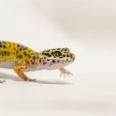 아우름 동물병원 이미지