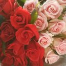 장미농장 이미지