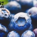 인지건강(치미예방) 이미지