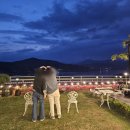 꽃내음마당공원 앞 | 야경 풍경이 이쁜 철쭉따라 꽃내음 가득 동창회 모임, 스테이포브 후기