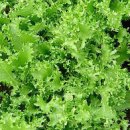 치커리(chicory) 이미지