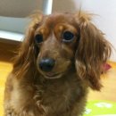 치즈멍
