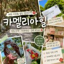 제주별작업실 | 제주 서귀포 카멜리아힐 입장료 성인 가격 솔직후기 식물원 소품샵 카페&샵 동백 반다나 기념품 쇼핑