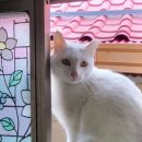 고양이민박 이미지