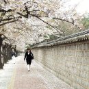선자 이미지