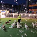 아이조아펫파크 대구점 이미지