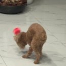 캣 샵 하우스(CAT # HOUSE) | 부산 해운대 24시 무인 애견용품샵 추천 / 해운대 댕근마캣