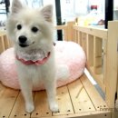 나나리펫하우스 이미지