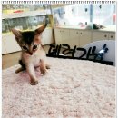 부천강아지분양 고양이분양 24시 데려가개 부천점 이미지