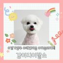 강아지이발소 | 양주 덕계 애견미용실 [강아지이발소]