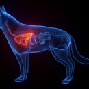 동천 동물병원 이미지