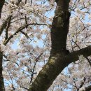 토요일 아침 한라수목원 '벚꽃' 이미지