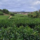 오설록 &amp; 오설록 티 뮤지엄(2021. 11. 08) 이미지