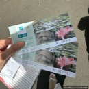 백수초등학교 | 모리셔스 신혼여행 북부투어3탄 시우사구르 람굴람 식물원 자이언트 연꽃 바오밥나무 거북이 관광 점심...