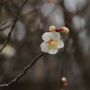 솔밭지 Daum카페