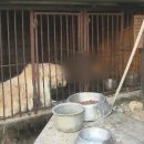 사체농장 이미지