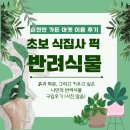 큰소나무가든 | 순천만가든마켓 방문 후기｜식물 초보가 직접 고른 알로카시아 거북이와 테이블야자 내돈내산
