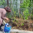 흙고운 주식회사 | 트리맘 블루수국쏘일로 수국분갈이 성공! 집 화단에서 키운 블루수국 후기