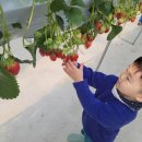 은아준농장 | 30개월 아기, 딸기따기 체험! 인천 딸기의 하루