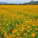 10/20(일)황산공원 가을 🍂 스토리 이미지