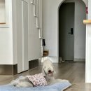 슈슈펜션 이미지