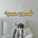 낑깡이랑 | 인천 강화도 애견펜션 : 낑깡이네