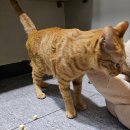 우다닥고양이호텔 이미지