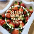 아이와 함께한 고양시 딸기 체험 햇살딸기농원 2호점 (입장료 없음)