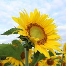 해바라기치과의원 이미지