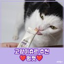 그루밍 멍 | 기호성 좋은 고양이간식 추천 고양이츄르 멍캣 솔직 급여후기 😆