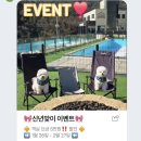 가평한옥애견펜션 | 가평 애견동반 독채 펜션 후기｜수영장·바베큐까지 1박2일 비비숑숑펜션