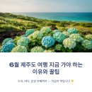작은바람언덕 | 6월 제주도 여행 지금 가야 하는 이유와 꿀팁